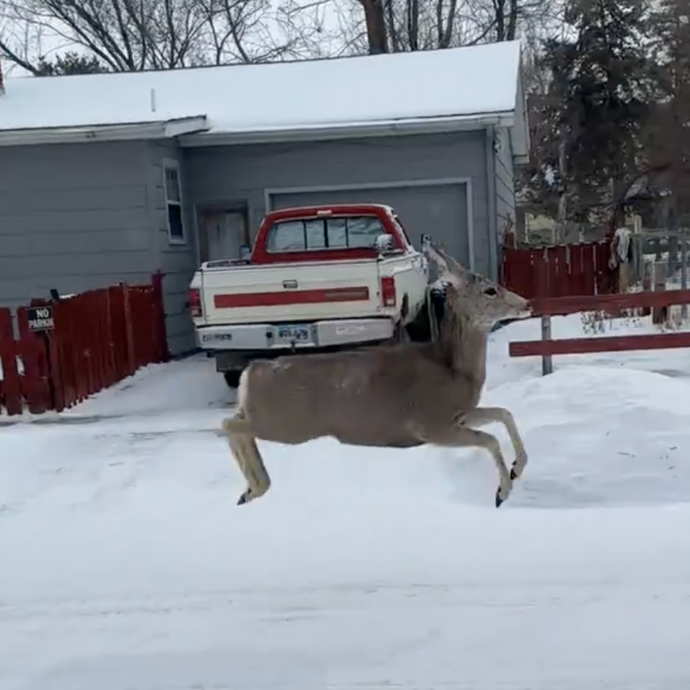 Deer and Dog’s Hilarious Snowy Chase Takes Over the Internet